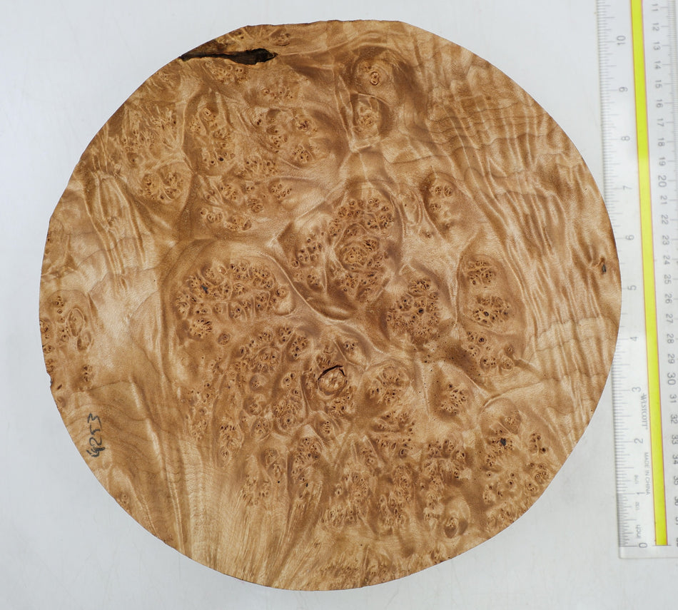 Maple Burl Round 10" diameter x 2.6" (HIGH FIGURE) - Stock# 6-4253