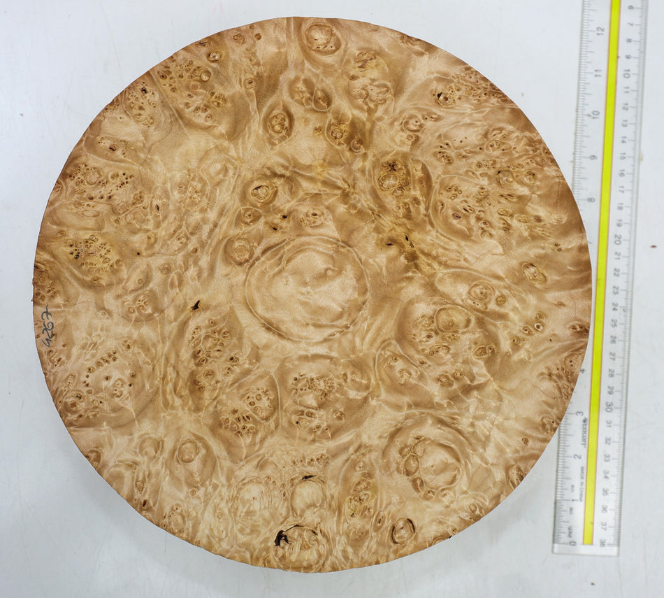 Maple Burl Round 11" diameter x 3.25" (PREMIUM FIGURE) - Stock# 6-4267