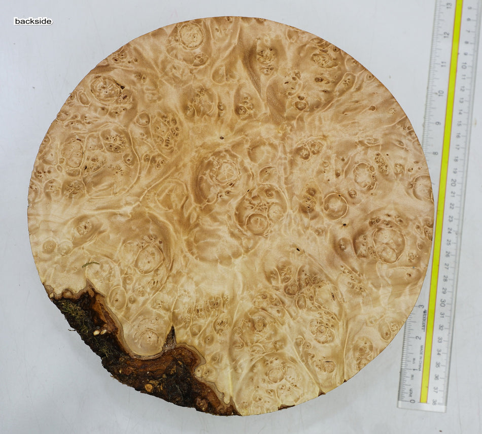 Maple Burl Round 11" diameter x 3.25" (PREMIUM FIGURE) - Stock# 6-4267