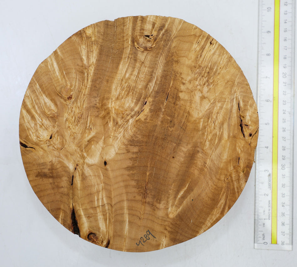 Maple Burl Round 9" diameter x 2.5" - Stock# 6-4289