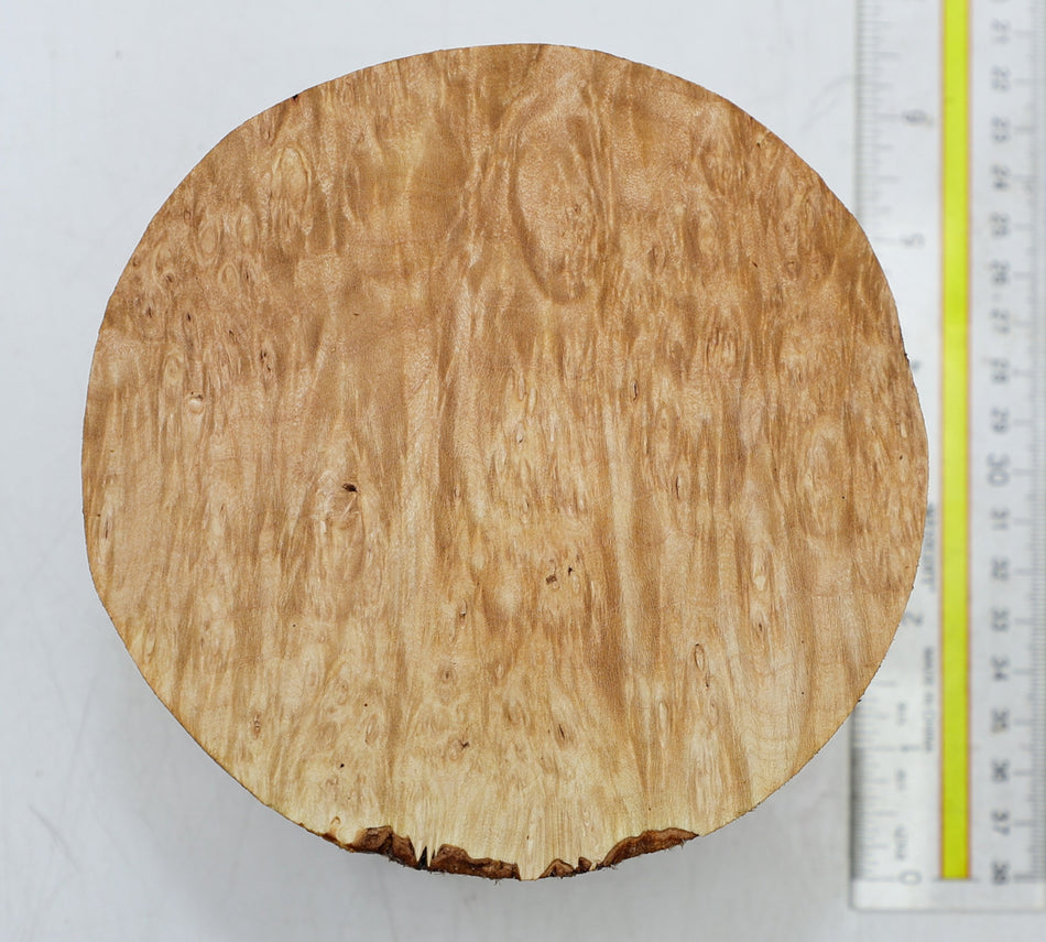 Maple Burl Round 5" diameter x 3.4" (HIGH FIGURE) - Stock# 6-4351