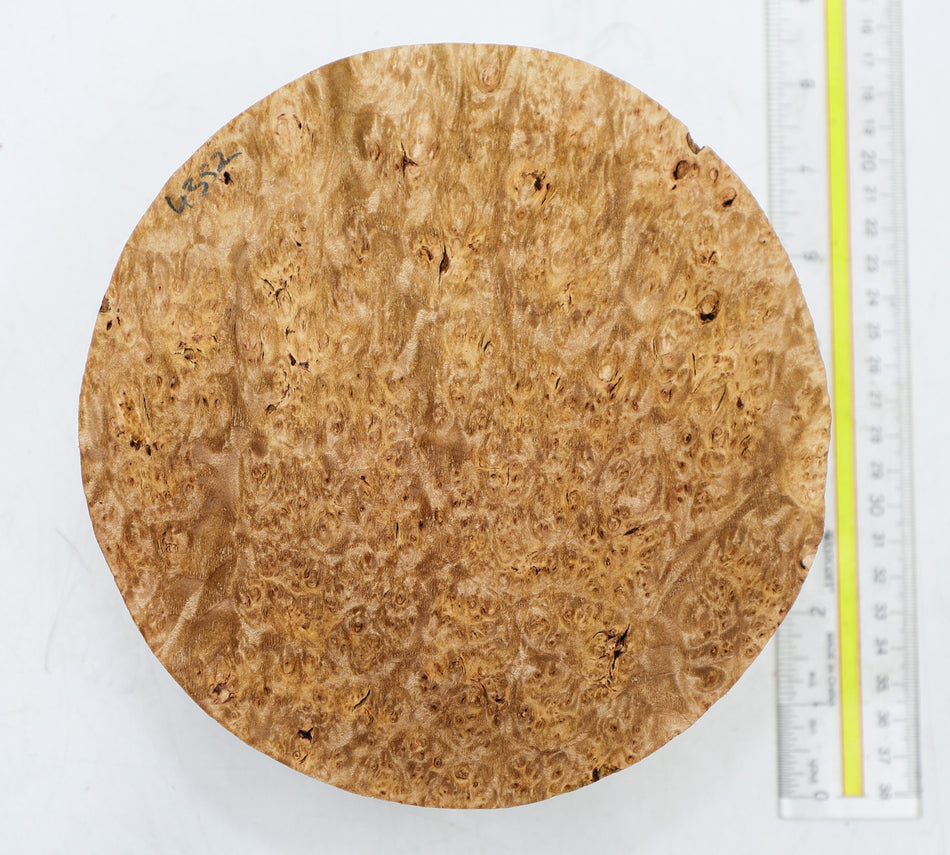 Maple Burl Round 7" diameter x 3.15" (PREMIUM FIGURE) - Stock# 6-4352