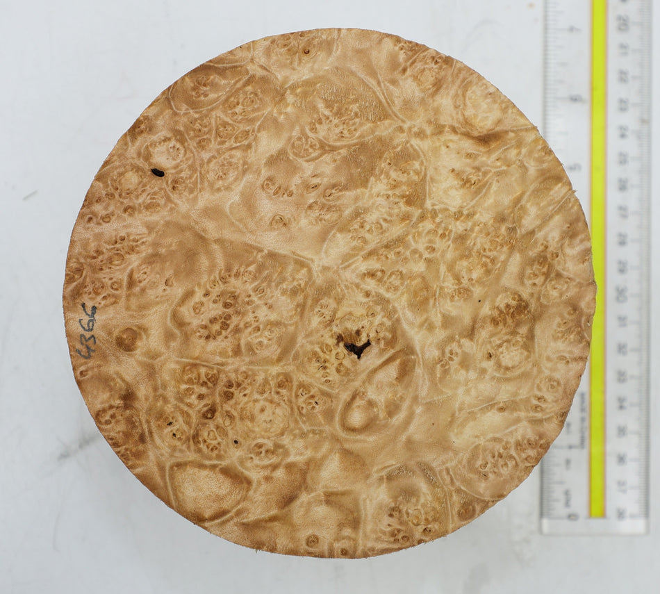 Maple Burl Round 6" diameter x 3.25" (PREMIUM FIGURE) - Stock# 6-4366