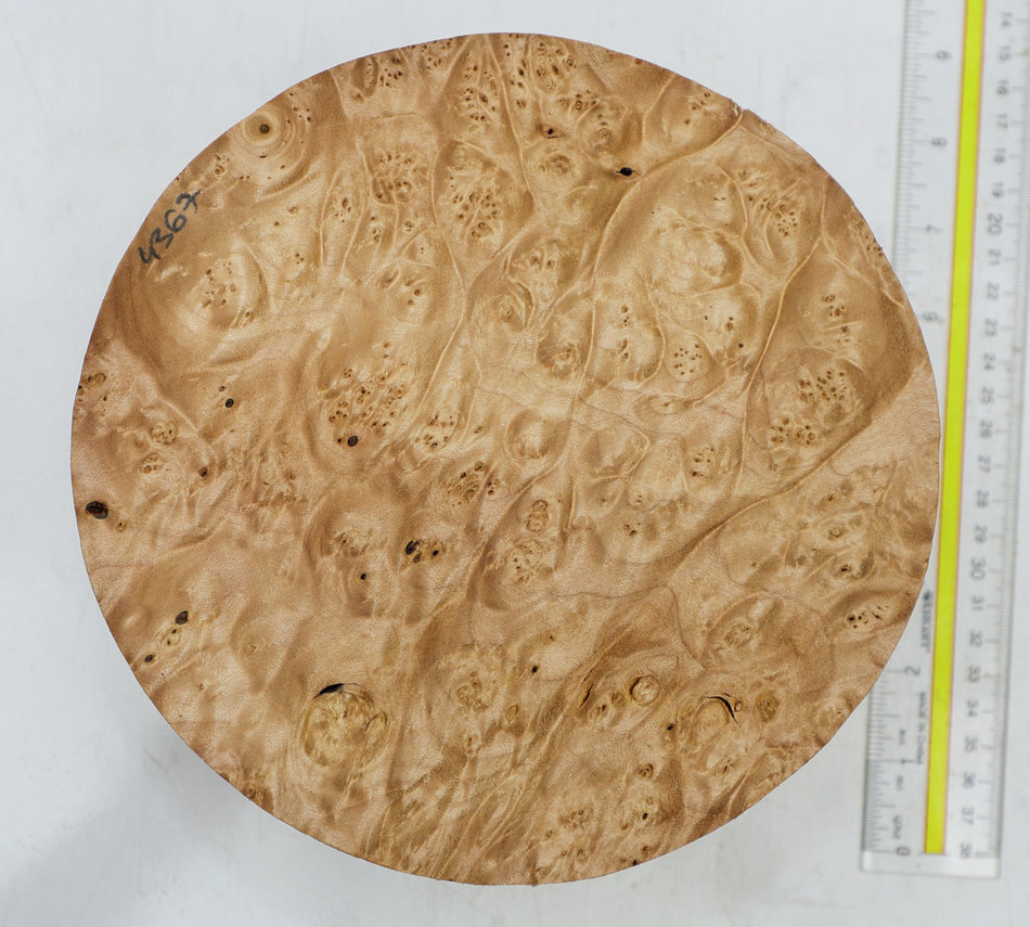 Maple Burl Round 8" diameter x 3.3" (PREMIUM FIGURE) - Stock# 6-4367