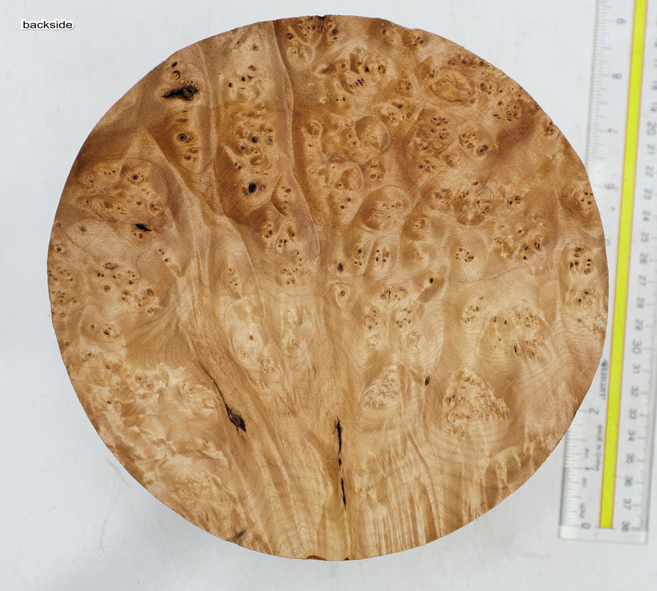 Maple Burl Round 8" diameter x 3.3" (PREMIUM FIGURE) - Stock# 6-4367