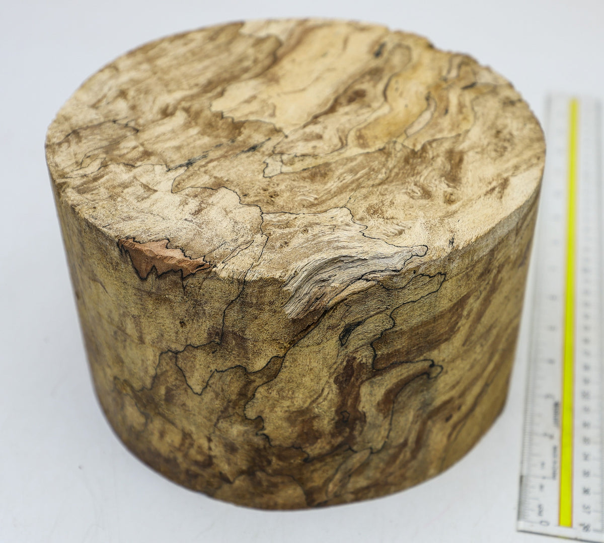 Spalted Maple Burl Round 8