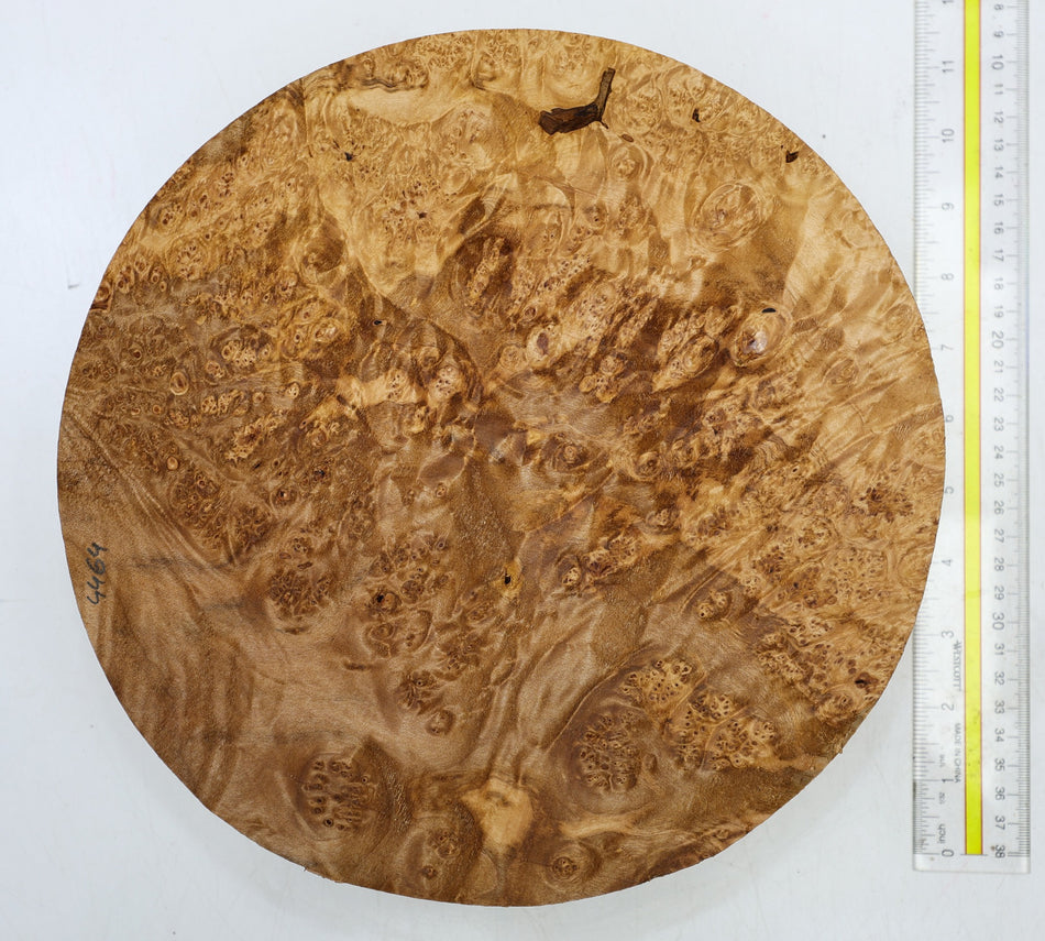 Maple Burl Round 11" diameter x 2.6" (HIGH FIGURE) - Stock# 6-4464