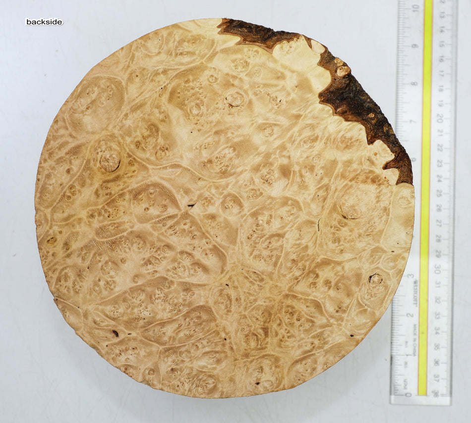 Maple Burl Round 8" diameter x 3.3" (PREMIUM FIGURE) - Stock# 6-4518