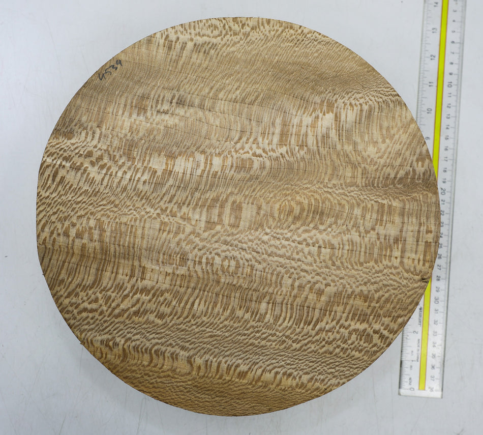 London Plane Round 12" diameter x 3.8" (HIGH FIGURE) - Stock# 6-4534