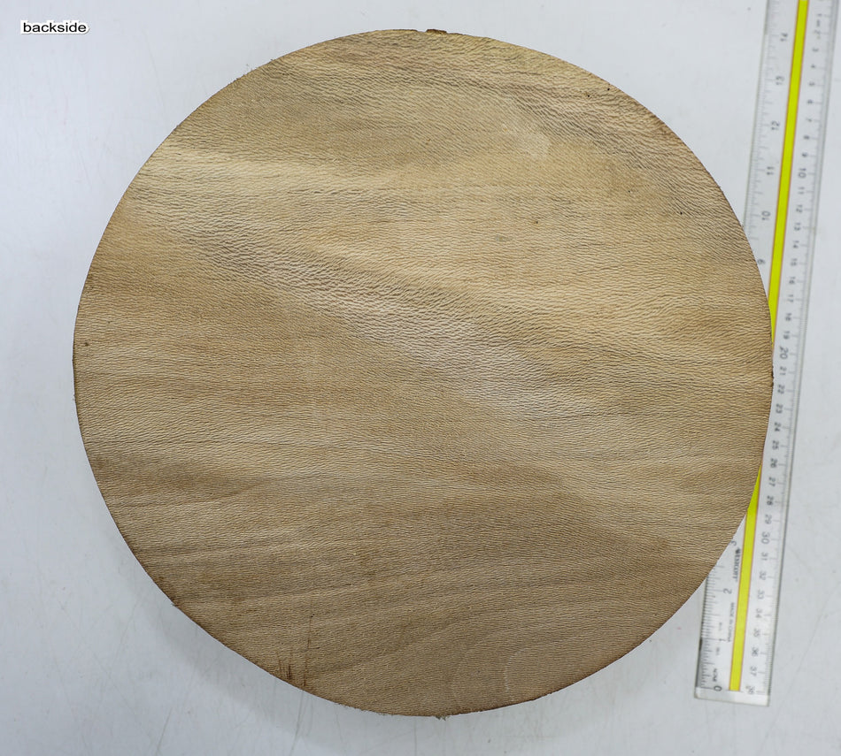 London Plane Round 12" diameter x 3.8" (HIGH FIGURE) - Stock# 6-4534