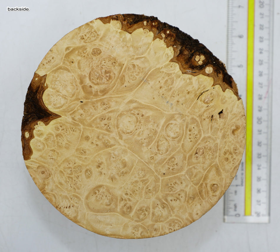 Burl Round 6" diameter x 2.75" (PREMIUM FIGURE) - Stock# 6-4536