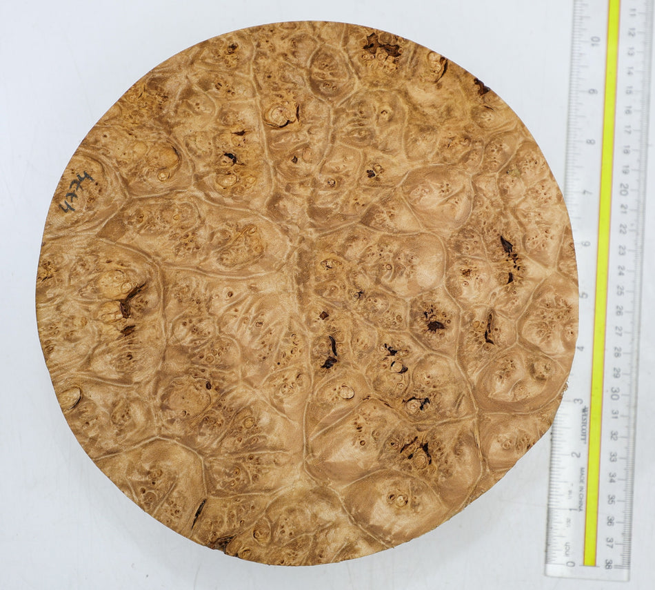 Maple Burl Round 8.5" diameter x 2.75" (HIGH FIGURE) - Stock# 6-4774
