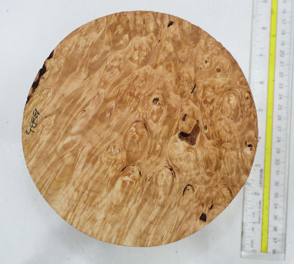 Maple Burl Round 7" diameter x 2.8" (HIGH FIGURE) - Stock# 6-4839