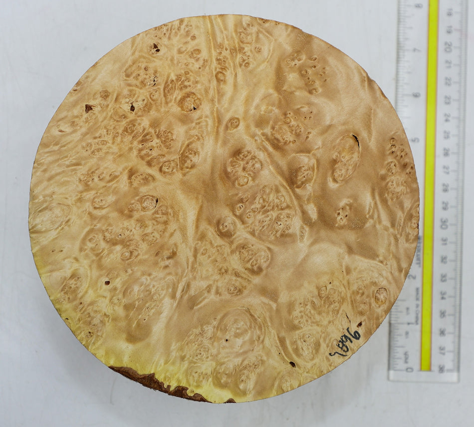Maple Burl Round 7" diameter x 3.1" (HIGH FIGURE) - Stock# 6-4896