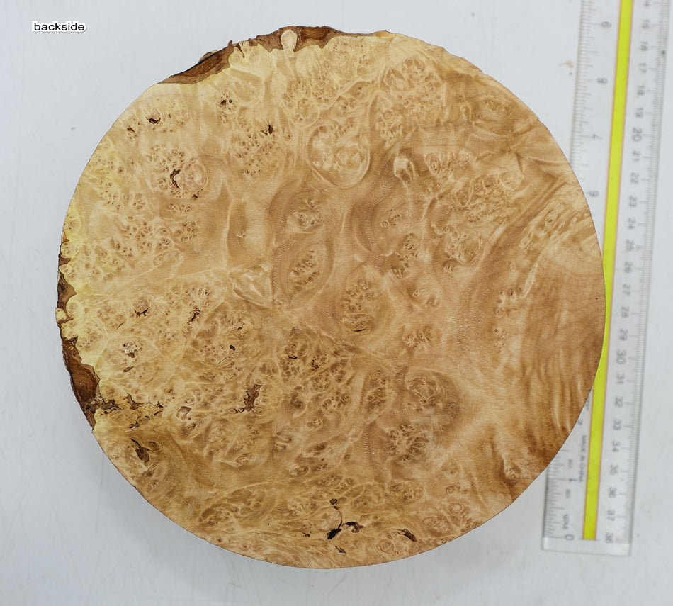 Maple Burl Round 8" diameter x 3.2" (HIGH FIGURE) - Stock# 6-5127