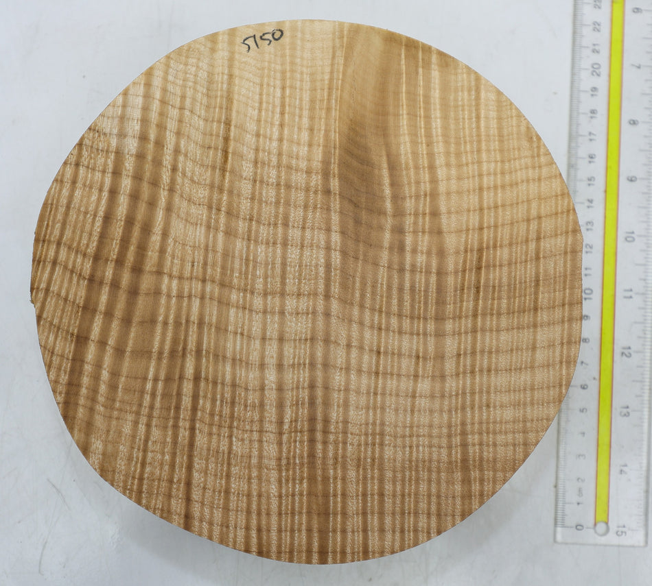 Maple Flame Round 8" diameter x 2.25" (PREMIUM FIGURE) - Stock# 6-5150