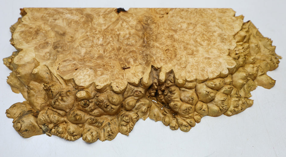 Maple Burl block 18" x 9" x 1.5" (PREMIUM FIGURE) - Stock# 6-5160