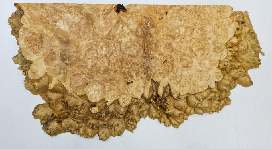 Maple Burl block 18" x 9" x 1.5" (PREMIUM FIGURE) - Stock# 6-5160