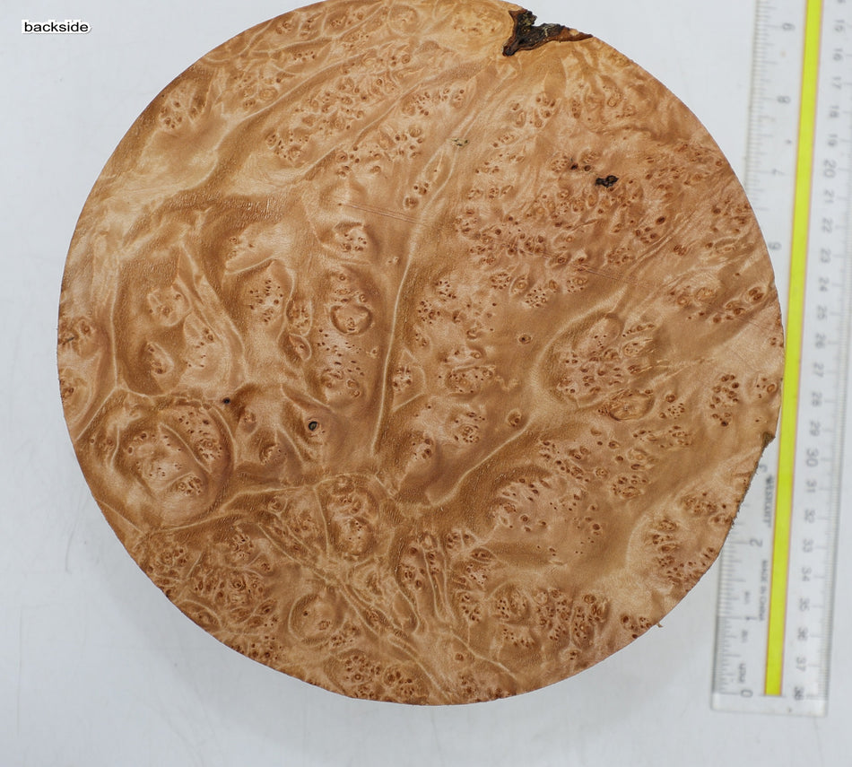 Maple Burl Round 8" diameter x 3.3" (PREMIUM FIGURE) - Stock# 6-5213