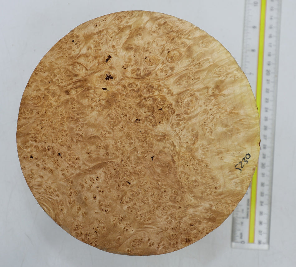 Maple Burl Round 8" diameter x 4.1" (HIGH FIGURE) - Stock# 6-5230