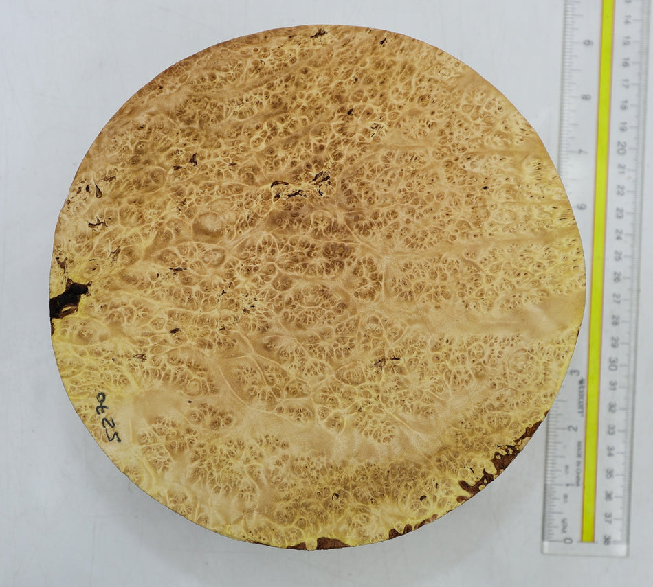Maple Burl Round 8" diameter x 3.3" (HIGH FIGURE) - Stock# 6-5271