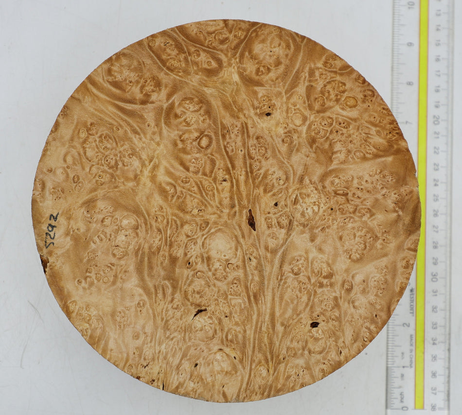 Maple Burl Round 6" diameter x 2" (PREMIUM FIGURE) - Stock# 6-5291