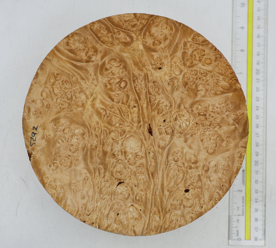 Maple Burl Round 8" diameter x 3" (HIGH FIGURE) - Stock# 6-5292