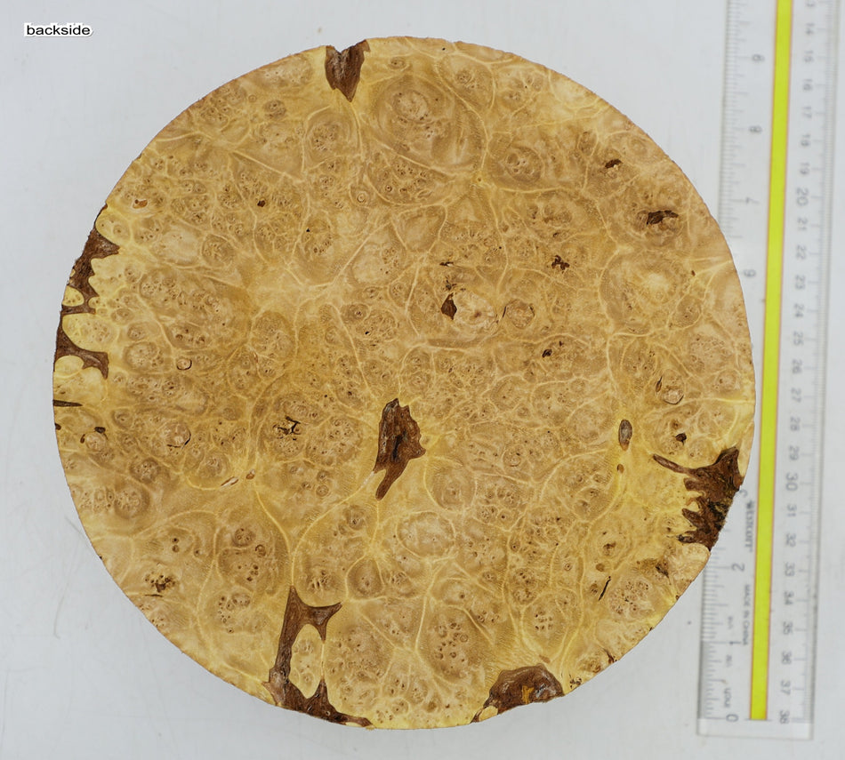 Maple Burl Round 8" diameter x 3" (HIGH FIGURE) - Stock# 6-5292