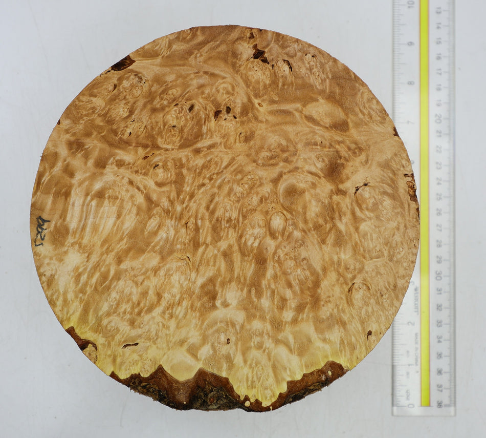 Maple Burl Round 8" diameter x 3.3" (HIGH FIGURE) - Stock# 6-5299