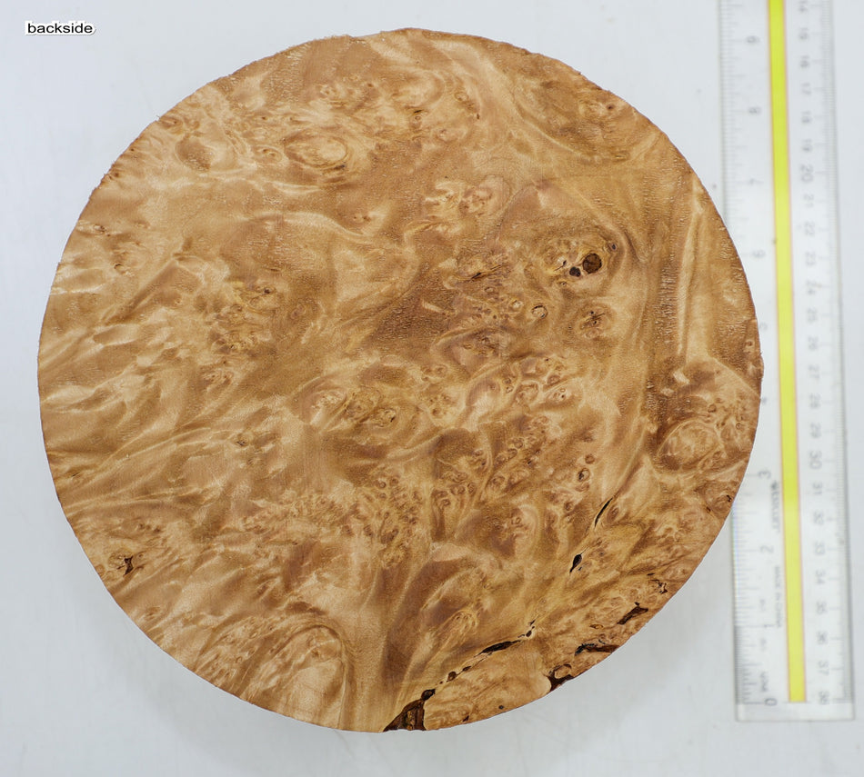 Maple Burl Round 8" diameter x 3.25" (HIGH FIGURE) - Stock# 6-5342