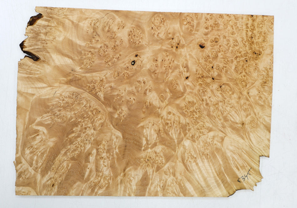 Maple Burl Pickguard, 0.35" x 8" x 11" (HIGH FIGURE) - Stock# 6-5345