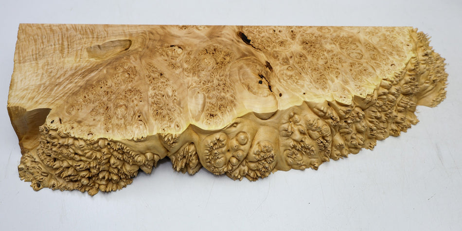 Maple Burl block 23" x 8" x 2.5" (HIGH FIGURE) - Stock# 6-5383