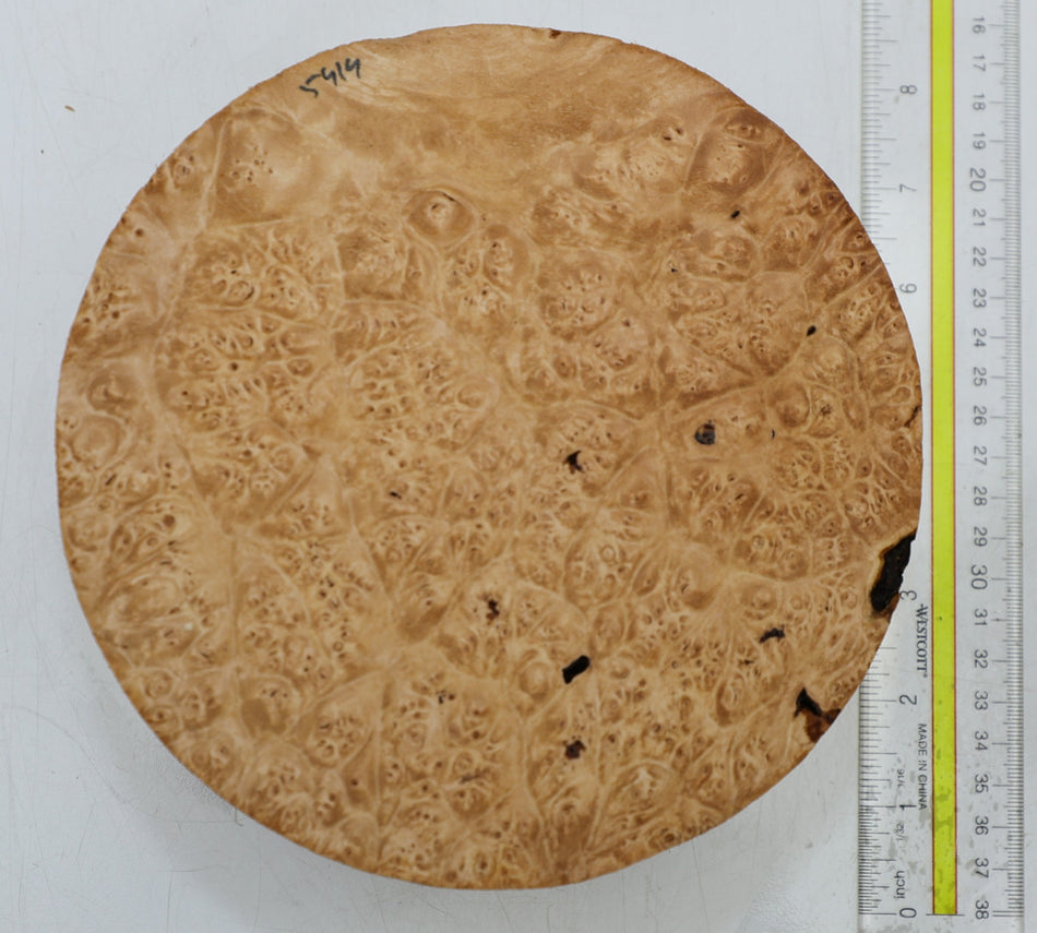 Maple Burl Round 7" diameter x 3.25" (PREMIUM FIGURE) - Stock# 6-5414