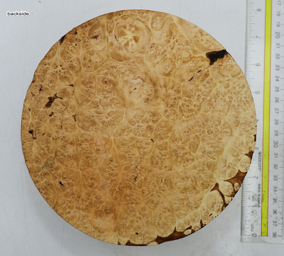 Maple Burl Round 7" diameter x 3.25" (PREMIUM FIGURE) - Stock# 6-5414