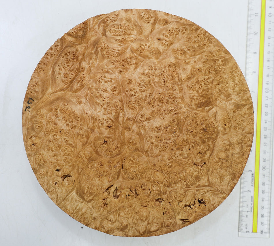 Maple Burl Round 10" diameter x 2.9" (HIGH FIGURE) - Stock# 6-5451